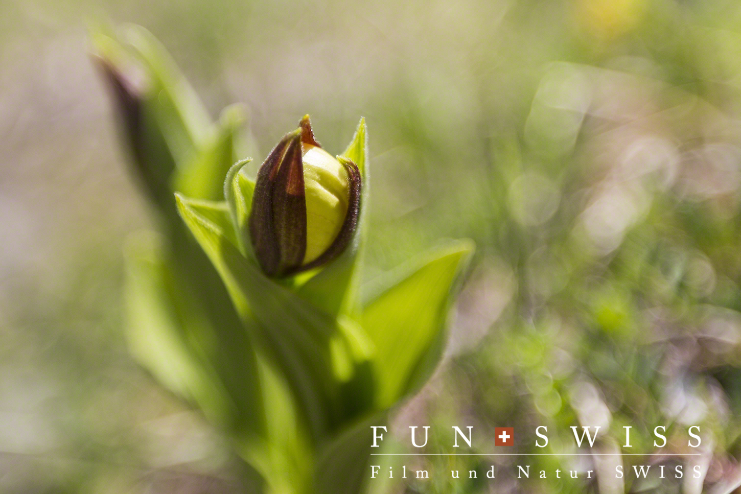 スイスのアツモリソウが開花！ | FUNSWISS