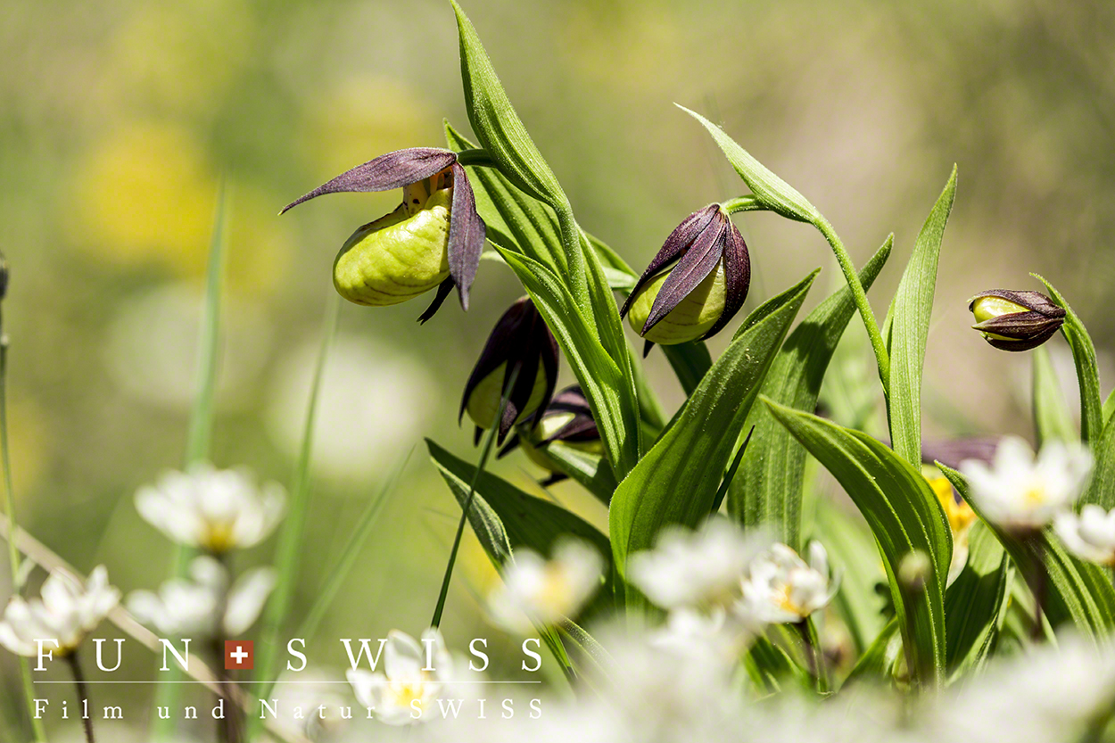 スイスでも稀少なアツモリソウが開花！ | FUNSWISS