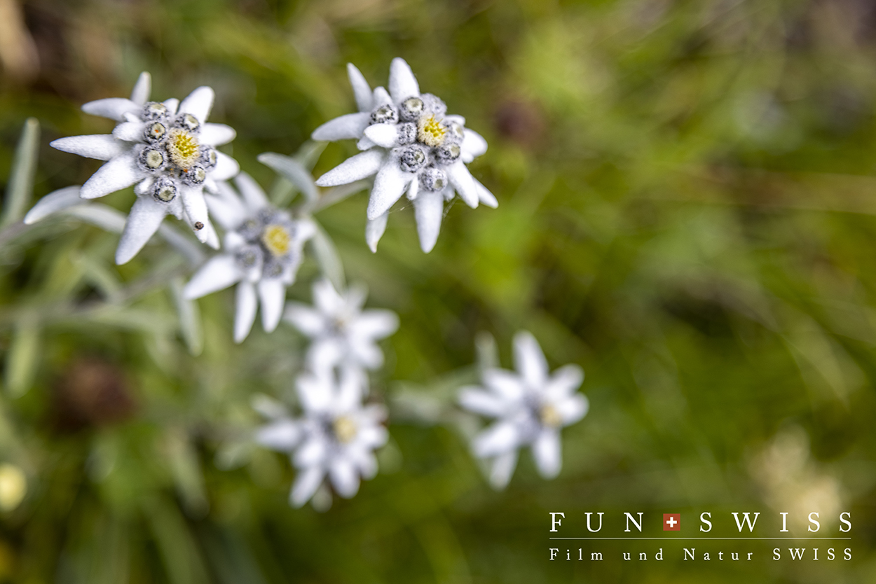 【2021年廃番】 EDELWEISS エーデルワイス　パーフェクション セット 野生のエーデルワイスの季節です☆ | FUNSWISS